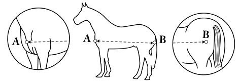 Paard meten Zo meet u de dekenmaat