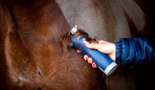Het scheren van een paard