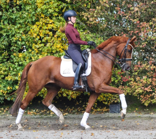 Biomechanica van de draf - By Maxime Osse, MaxEquine