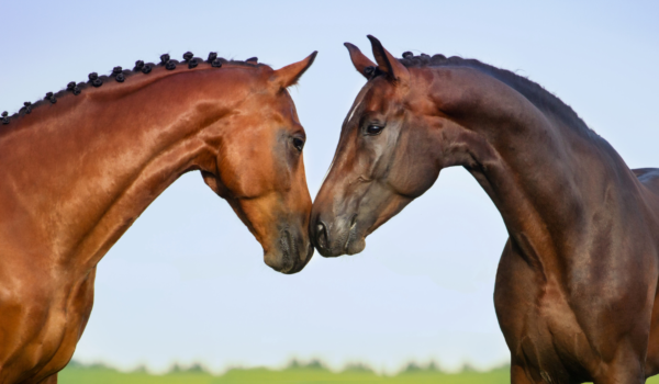 Spring Restlessness and Estrus in Mares: Recognize the Signs and Provide Timely Support