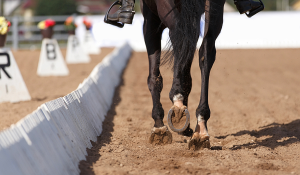 Rechtrichten: Deel I - By Maxime Osse, Max Equine