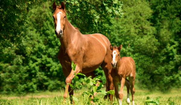 Be well prepared for a foal's arrival!