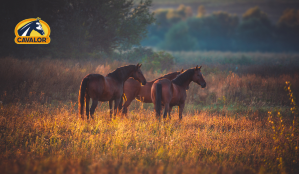 Cavalor: Horses and sugar