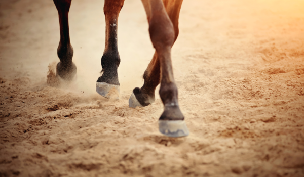 Cavalor: All about sensitive hooves