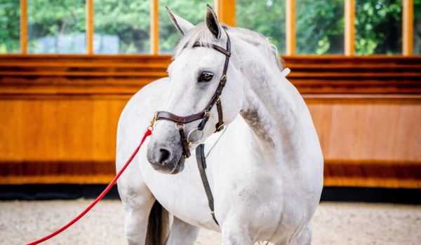 Review: Horseware Micklem 2 hoofdstel - by Didianne