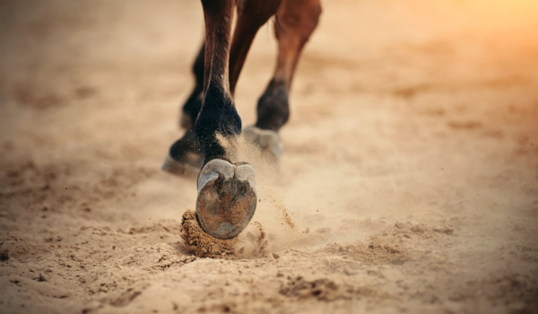 De dagelijkse hoefverzorging van je paard