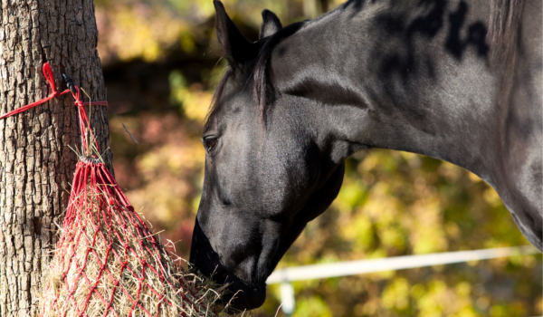 VitalStyle: What do you actually feed your horse? Focus on healthy feed with low sugar and starch