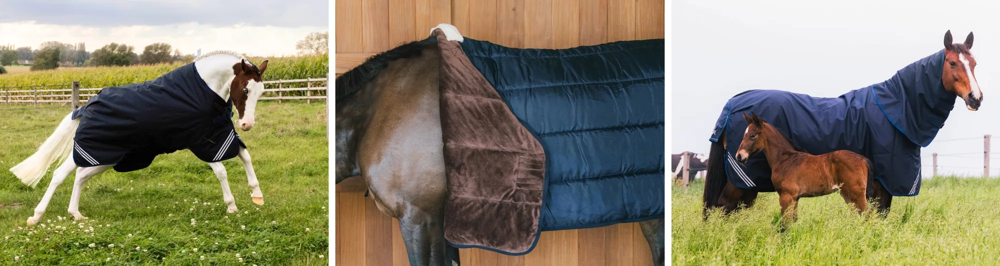 Kentucky Comfort rugs Kentucky Comfort rugs