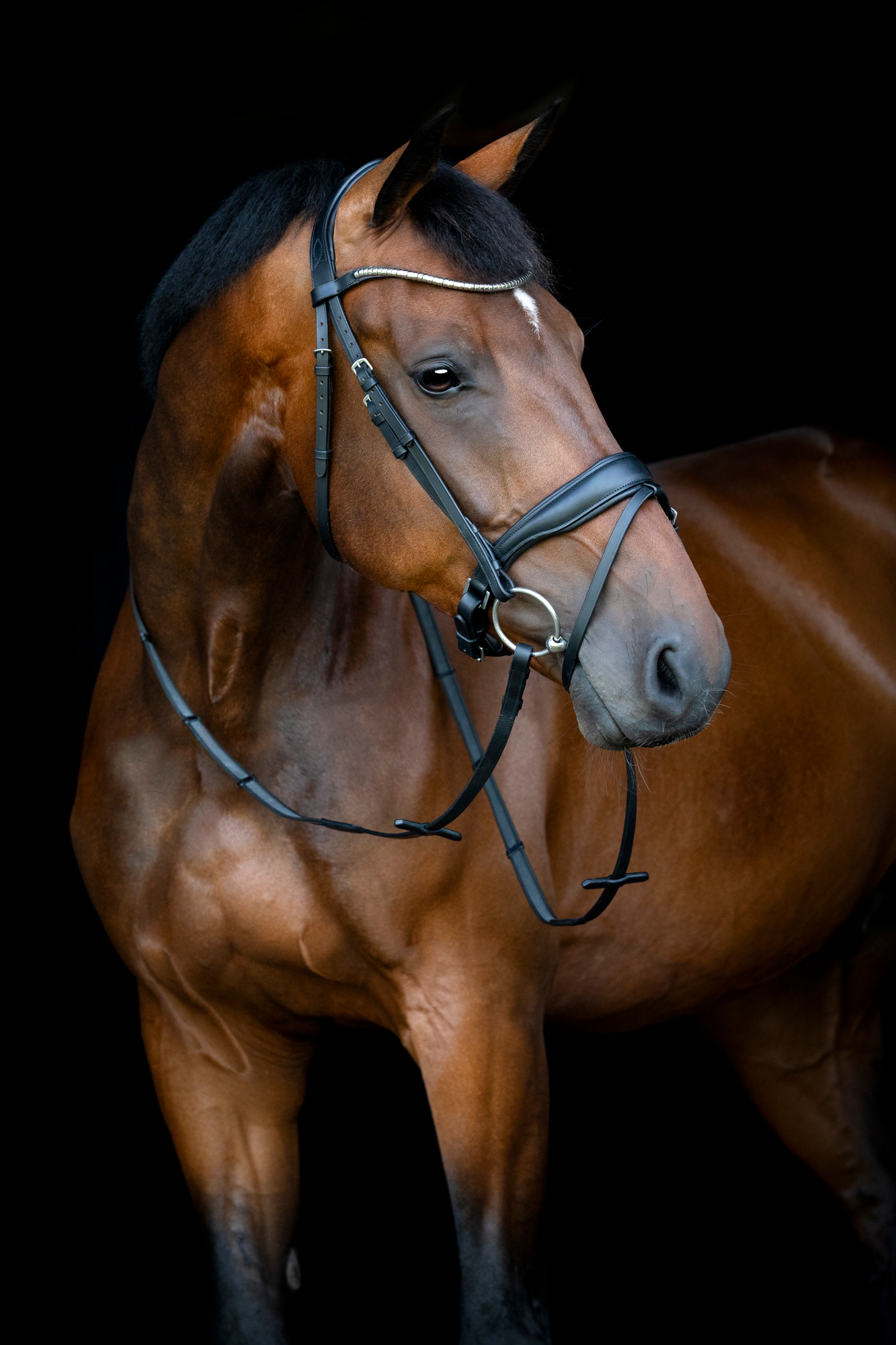 HorseGuard SS26 Cryll 26.1 Flash- & Pullback-Trense