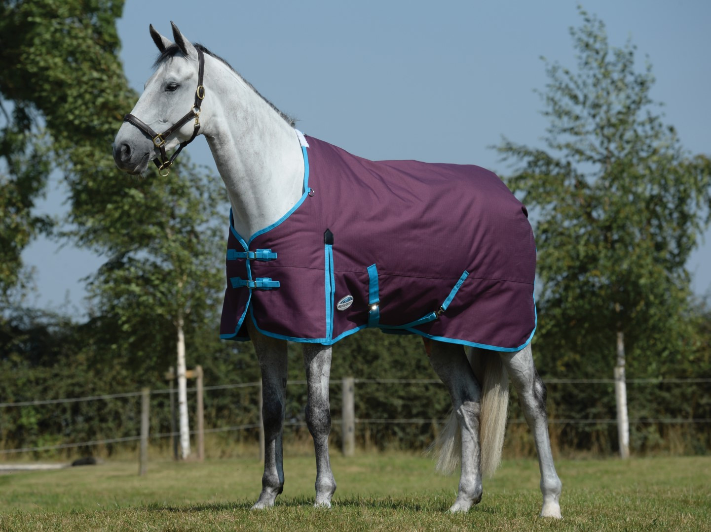 Weatherbeeta ComFiTec Essential Standard Neck Medium 220g Grape Purple/Blue