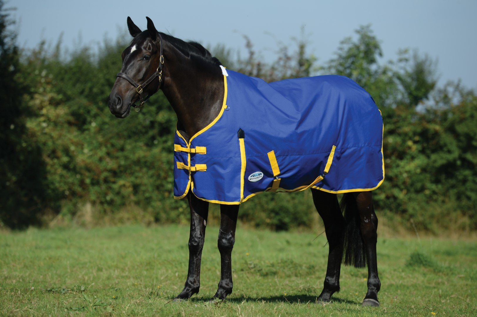 Weatherbeeta ComFiTec Classic Standard Neck Medium 220g Blue/Lemon