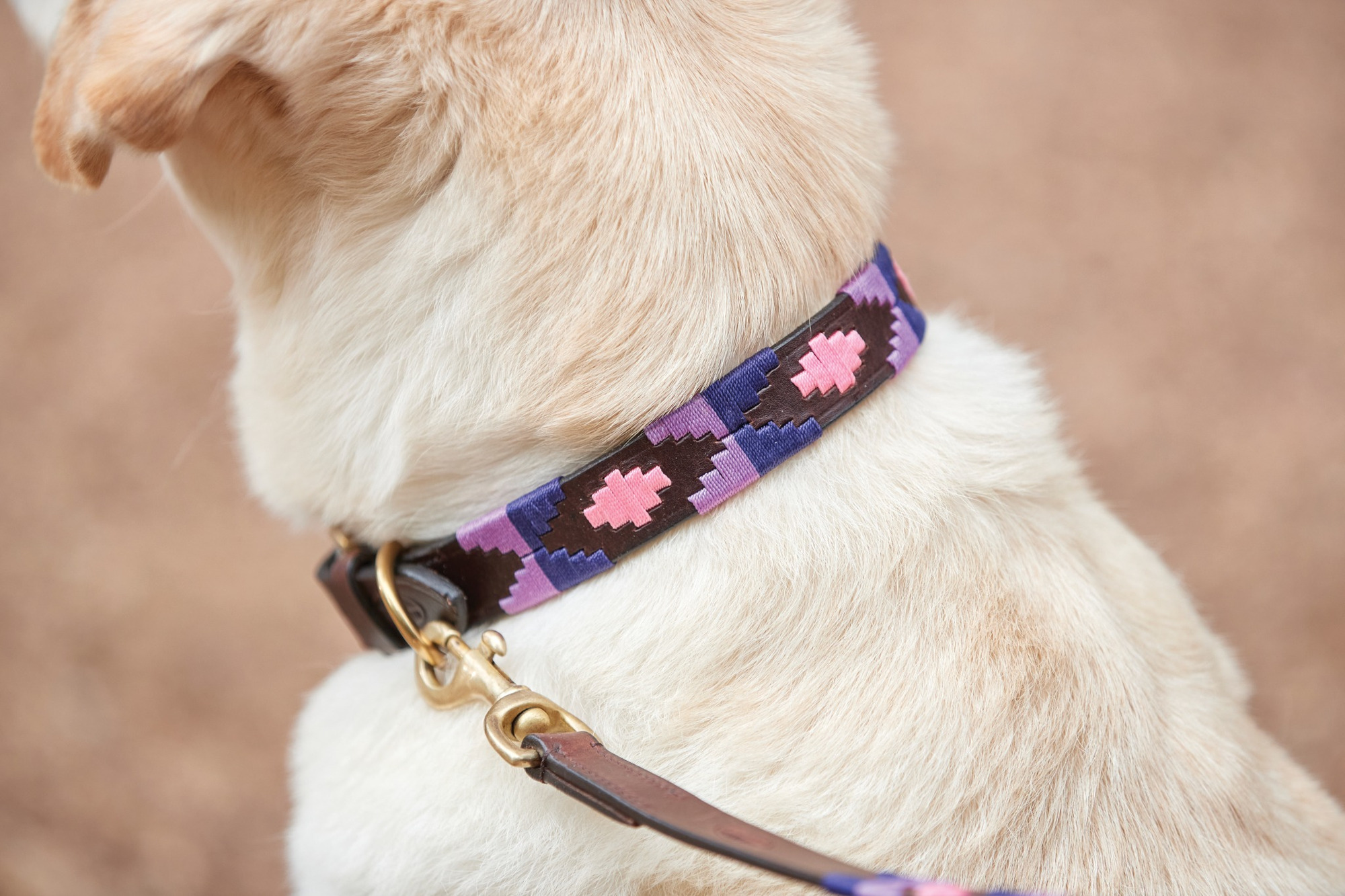 Weatherbeeta Polo Leather Dog Collar