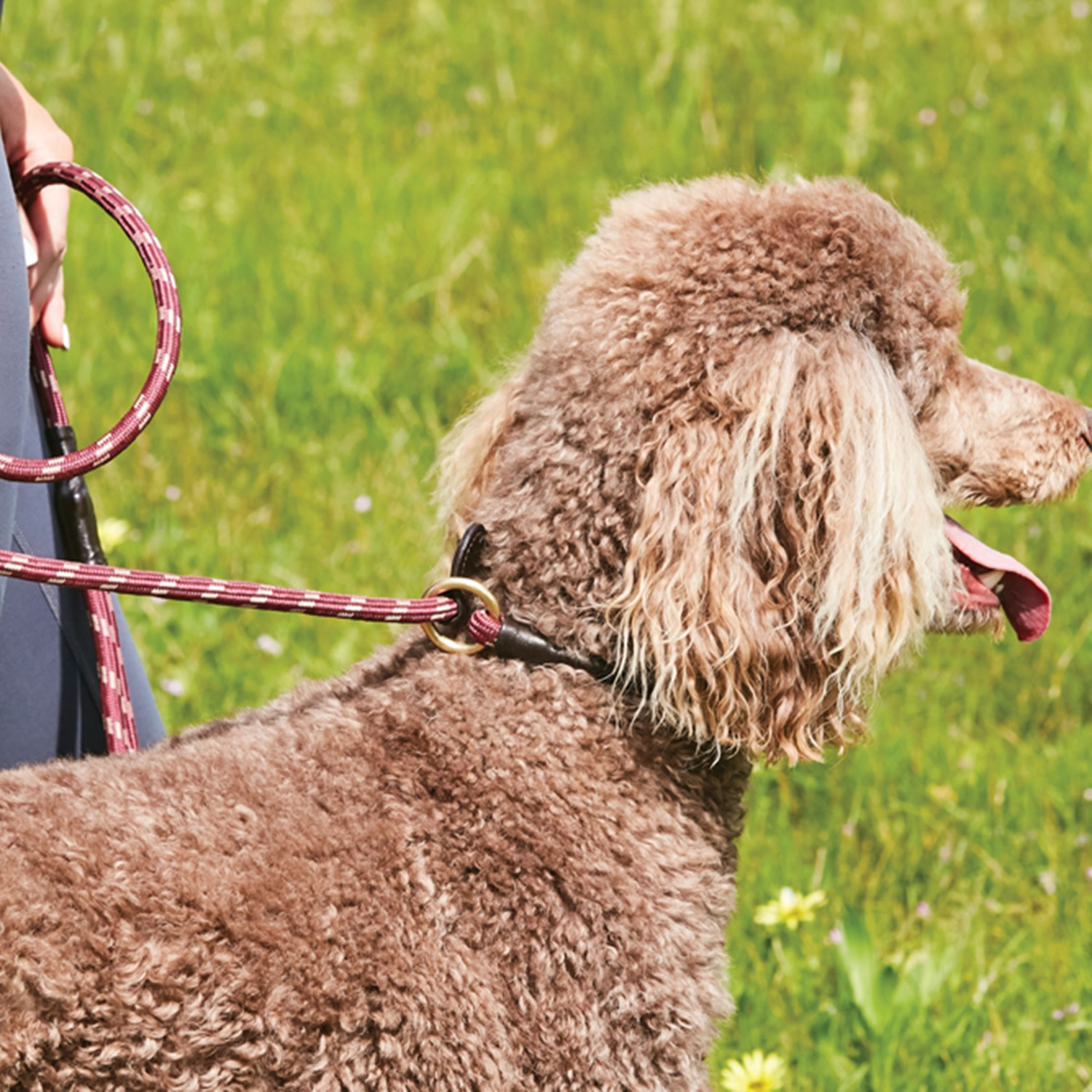 Weatherbeeta Rope Leather Slip Dog Leash