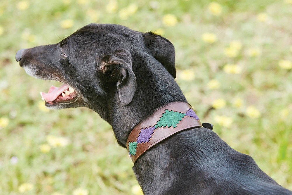 Weatherbeeta Lurcher Polo Leather Dog Collar