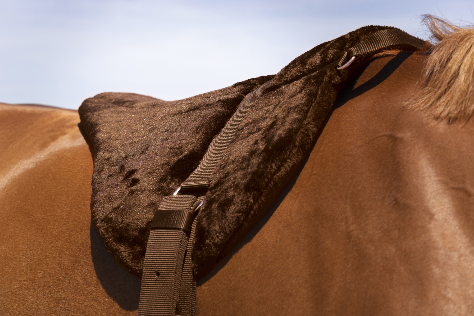 Norton Barebackpad Comfort