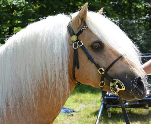 Luxury in-hand bridle with copper-colored hardware