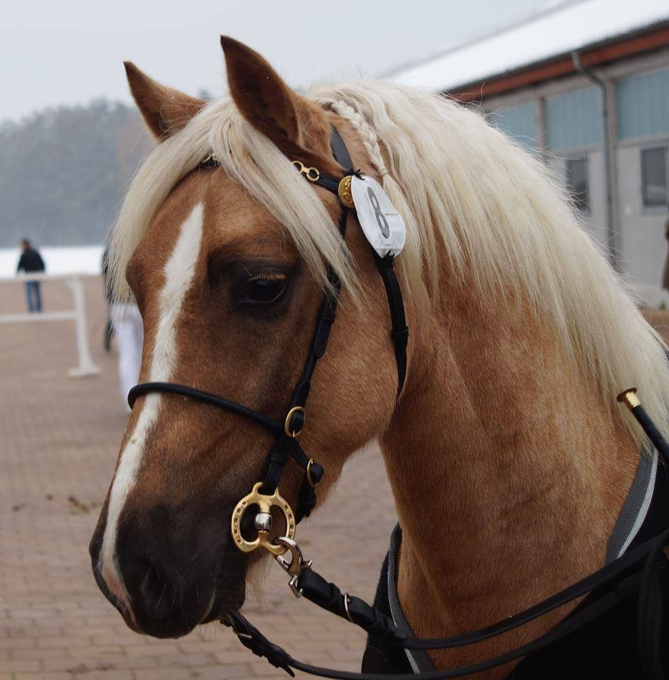 Luxury in-hand bridle with copper-colored hardware