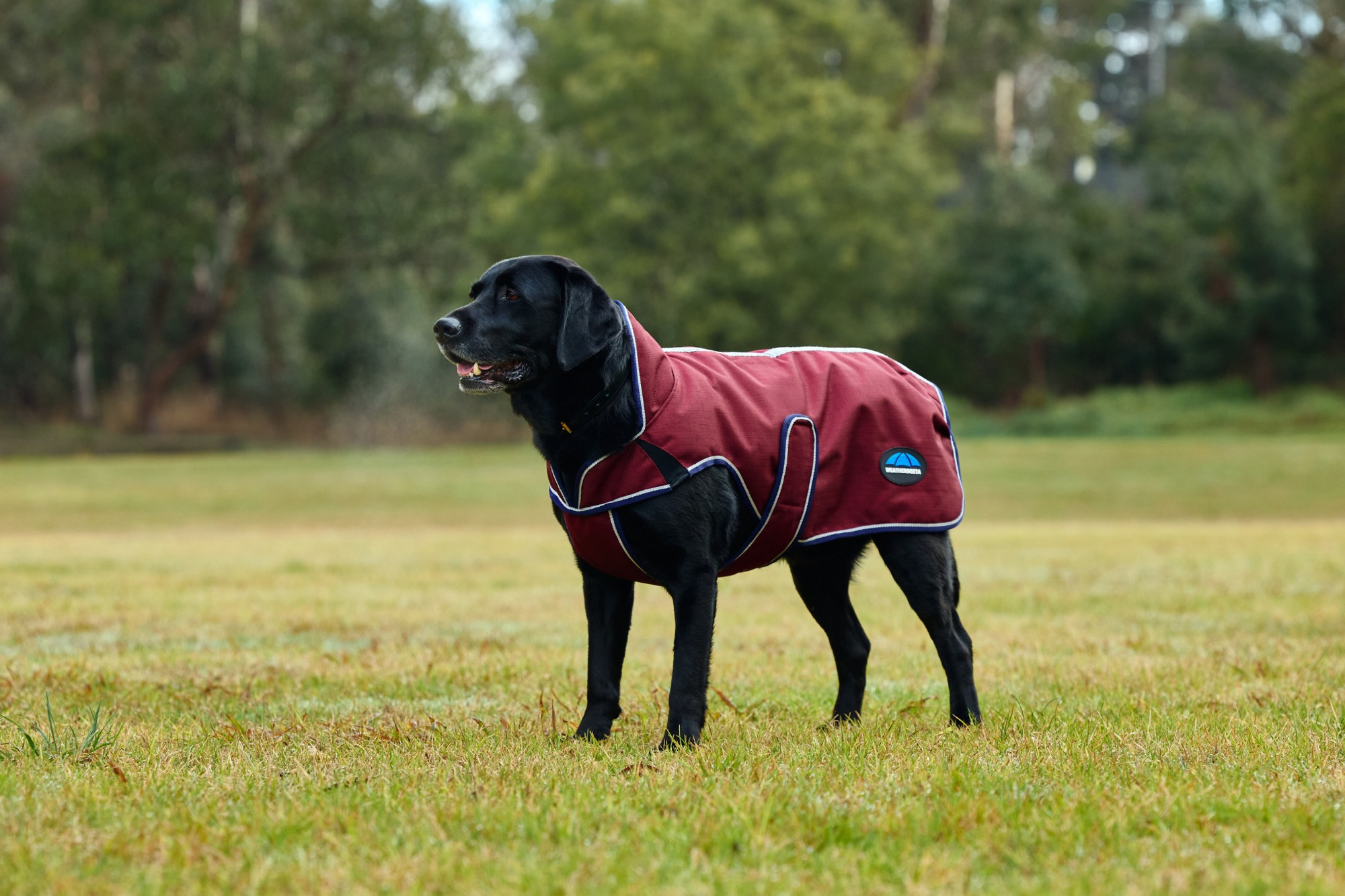 Weatherbeeta Comfitec Premier Deluxe Waterproof Dog Coat