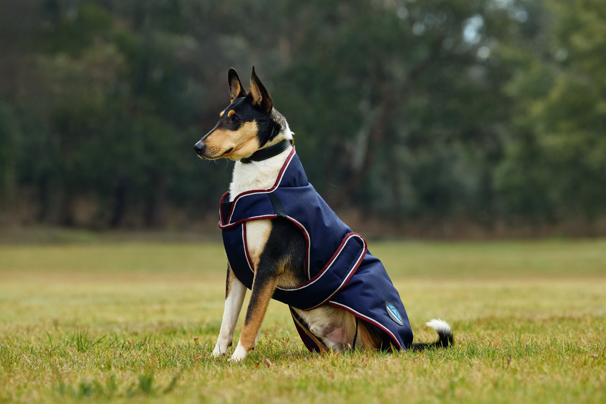Weatherbeeta Comfitec Premier Deluxe Waterproof Dog Coat