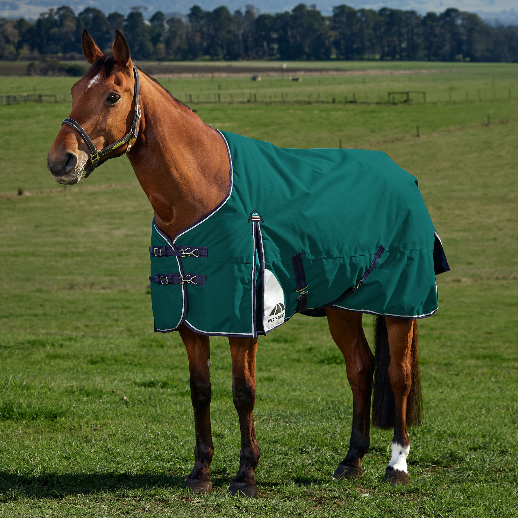 Weatherbeeta Comfitec Plus Dynamic Turnout 100G