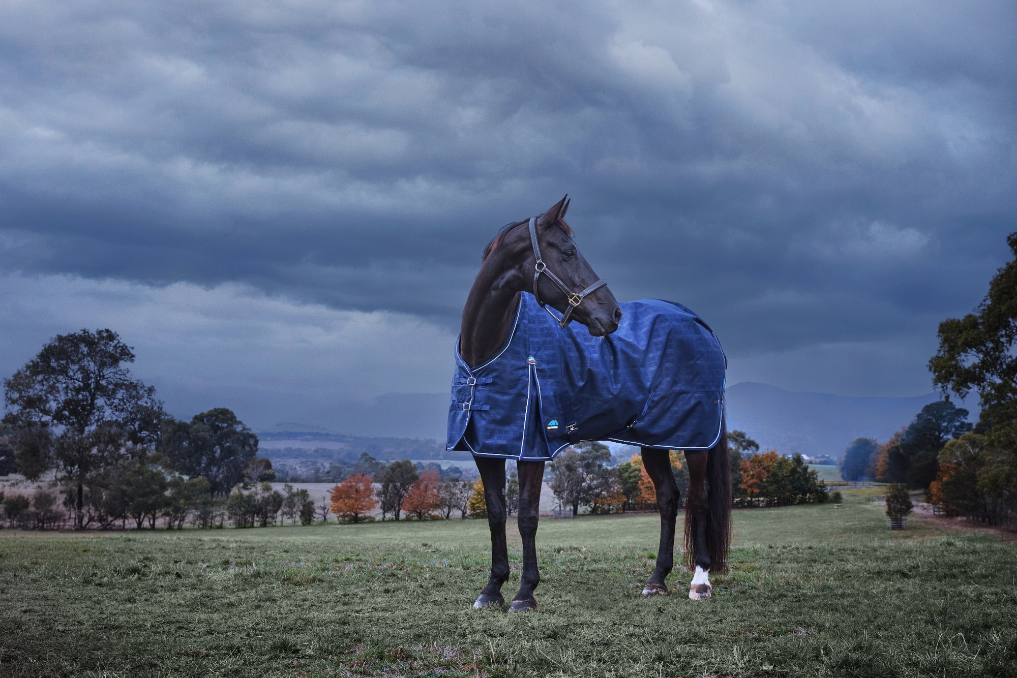 Weatherbeeta Comfitec Prelim Turnout Blanket 220G