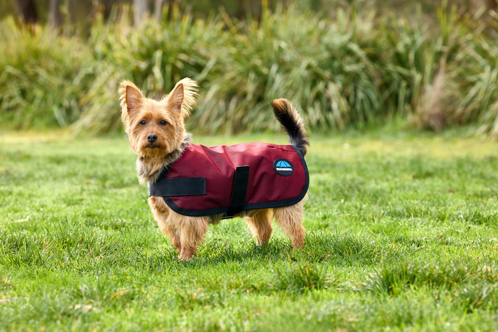 Weatherbeeta Comfitec Classic Waterproof Dog Coat