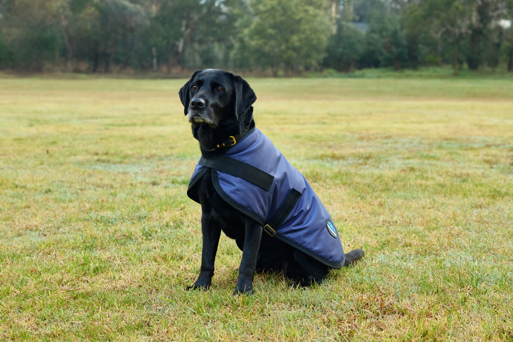 Weatherbeeta Comfitec Classic Waterproof Dog Coat