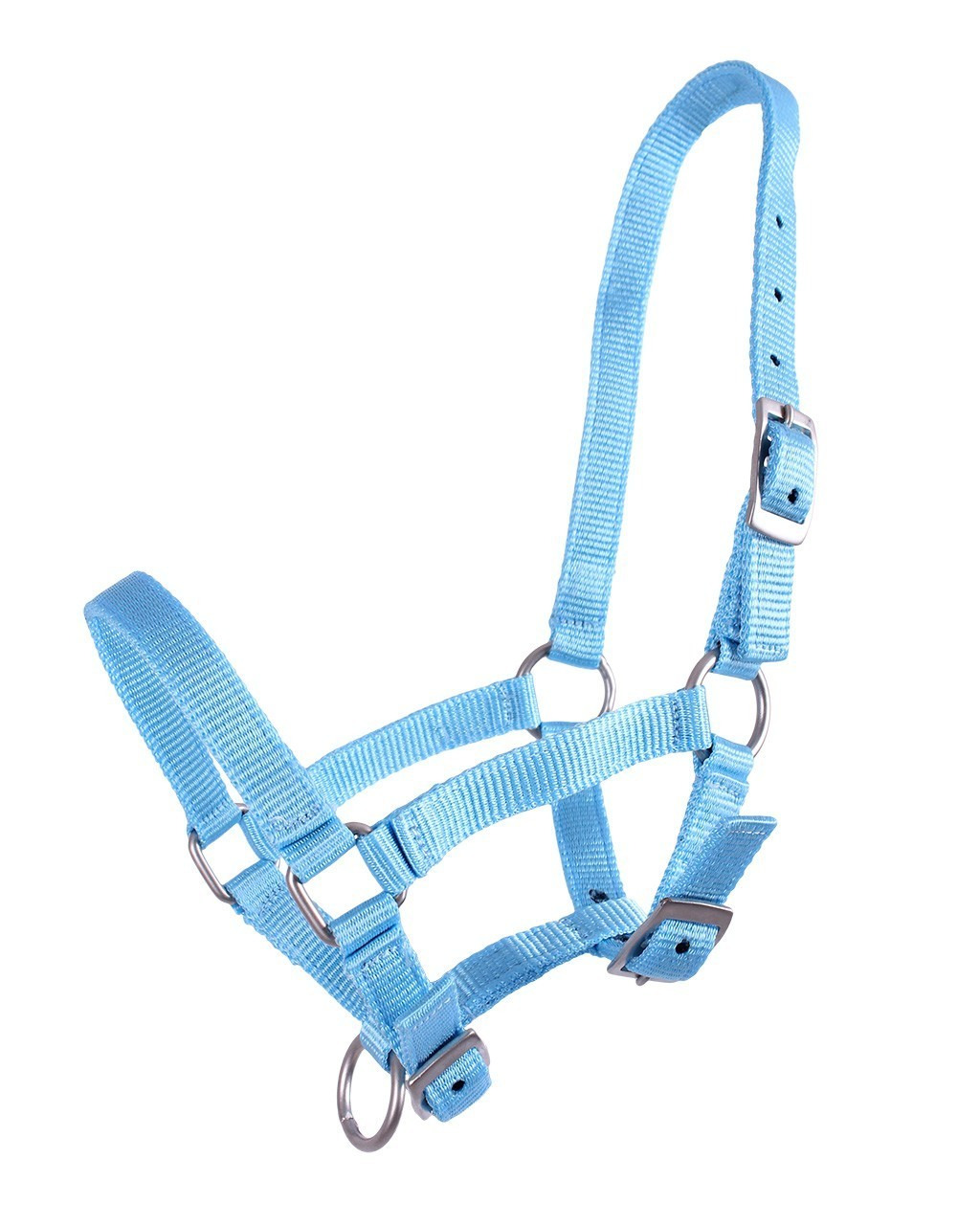 QHP Halter Foal