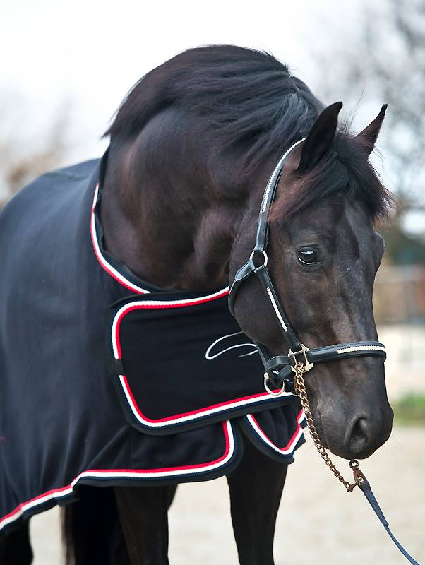 MASTER Fleece HypoStore Show Rug Black