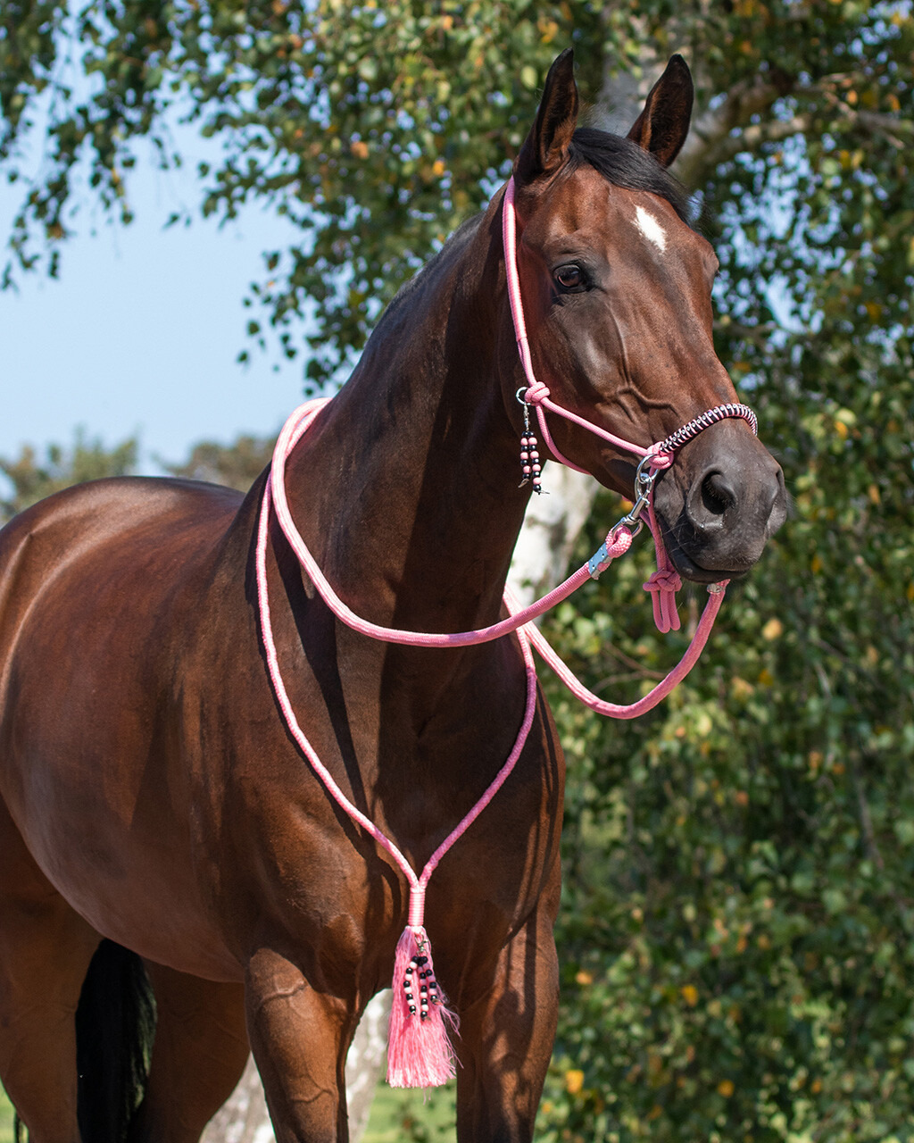 QHP Liberty Rope Halter Combo