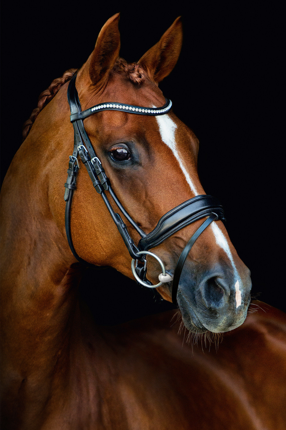Schockemöhle Bridle malibu