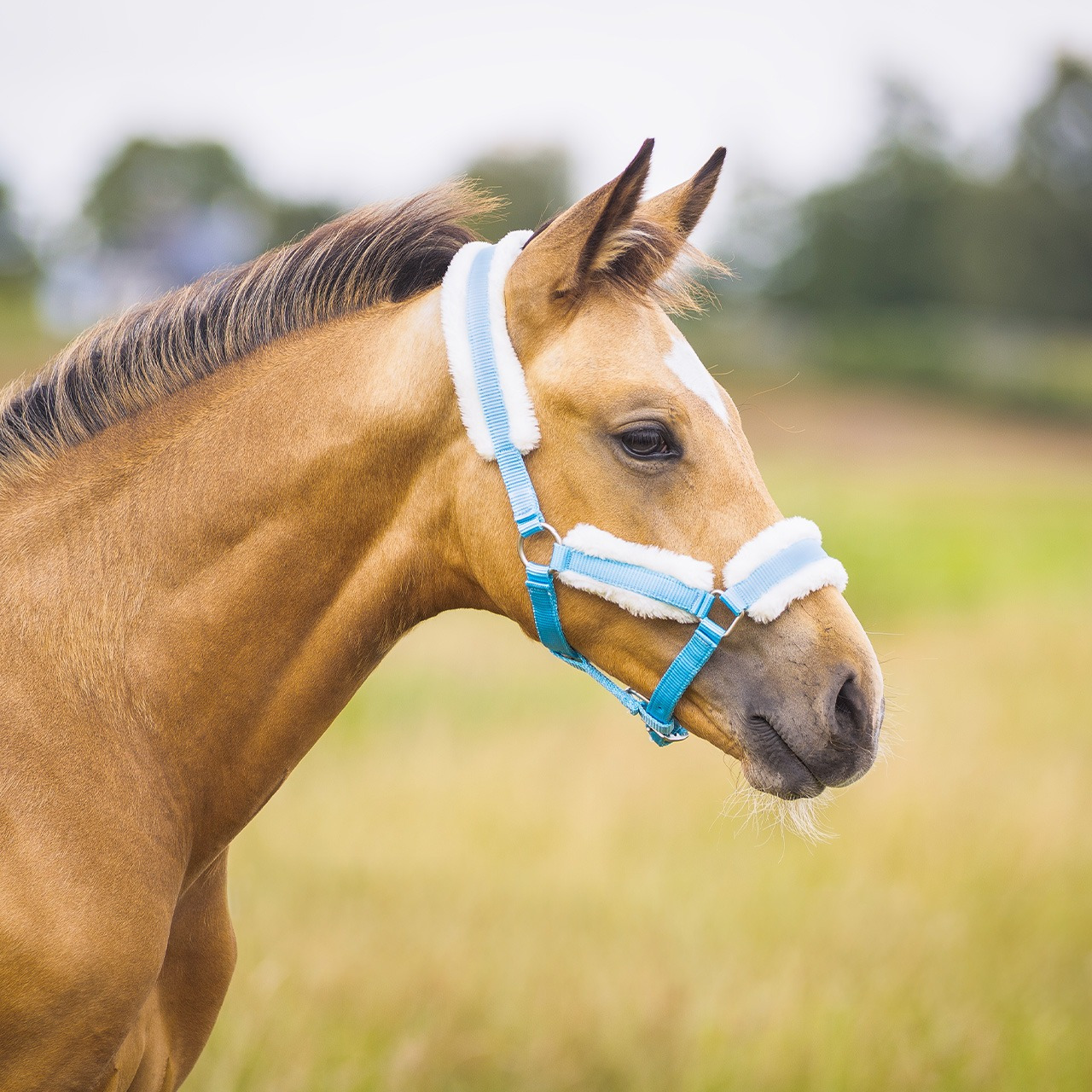 Q-essentials Halster veulen met bont