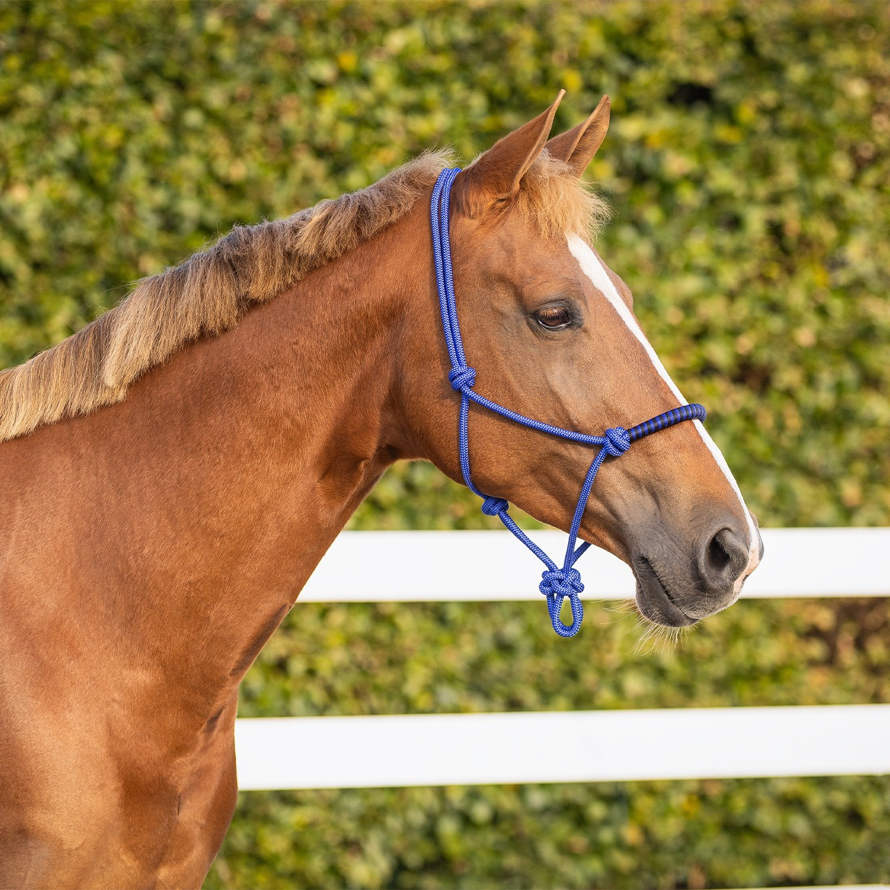 QHP Touwhalster met clip