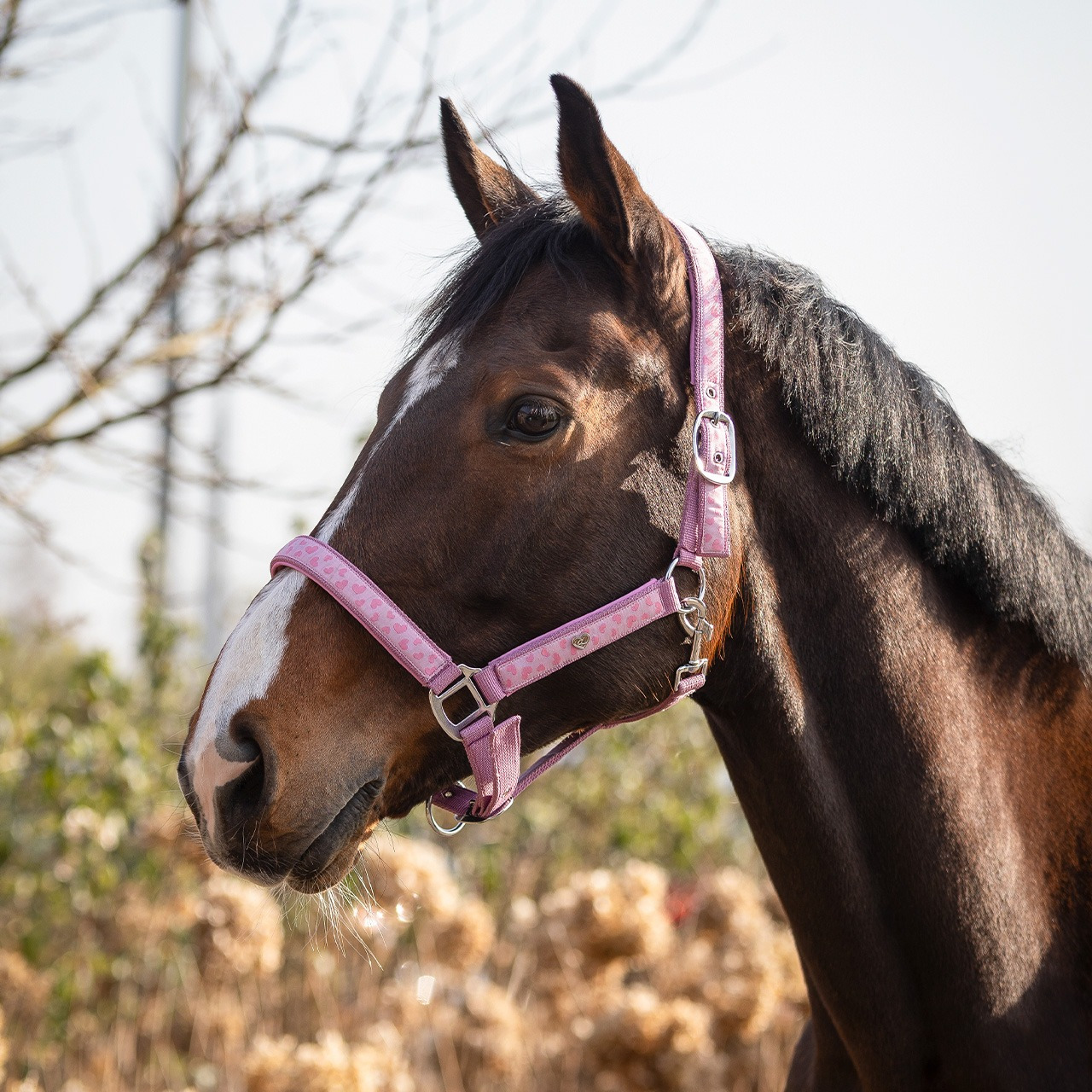QHP Halster Lyvia