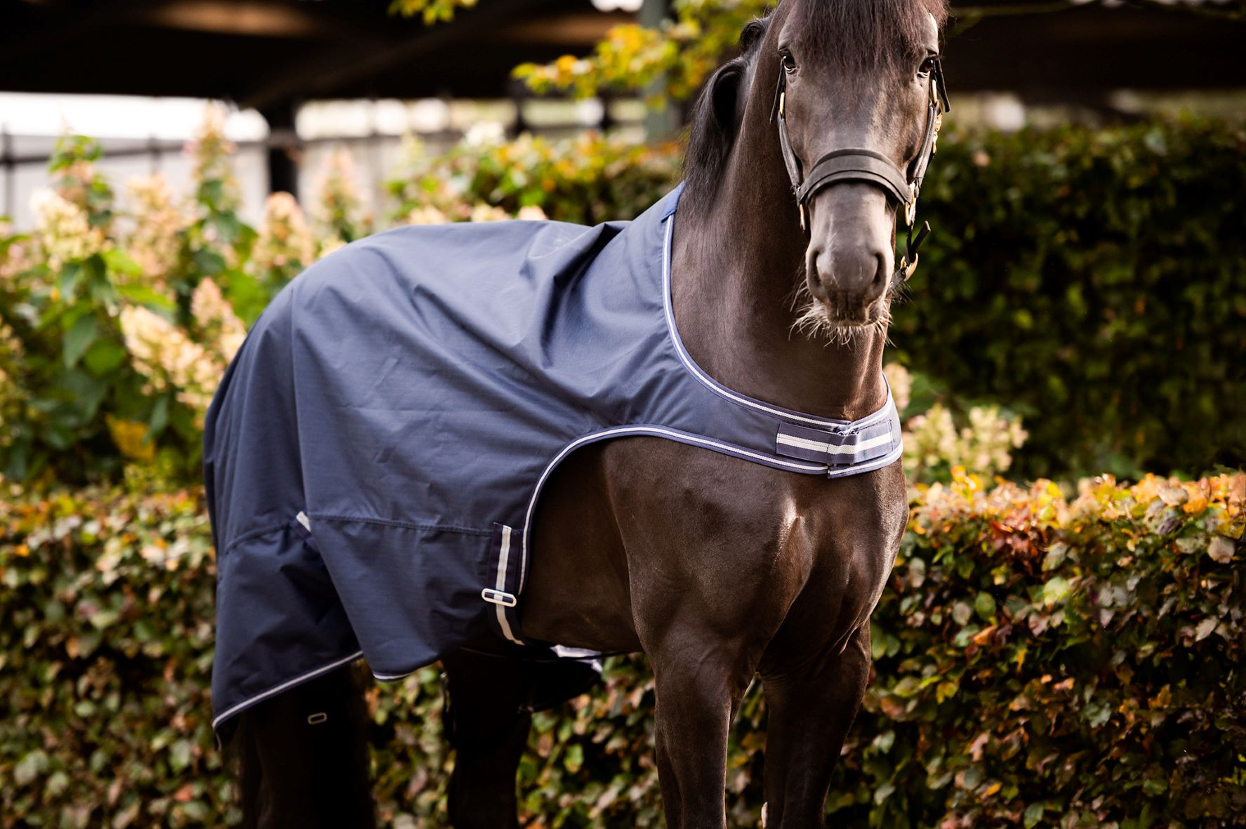 HB Showtime Walker Rug Navy