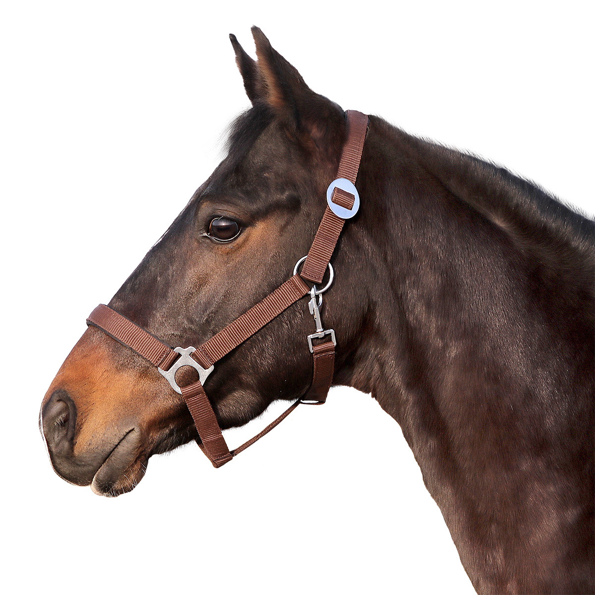 Euroriding Halster Basic