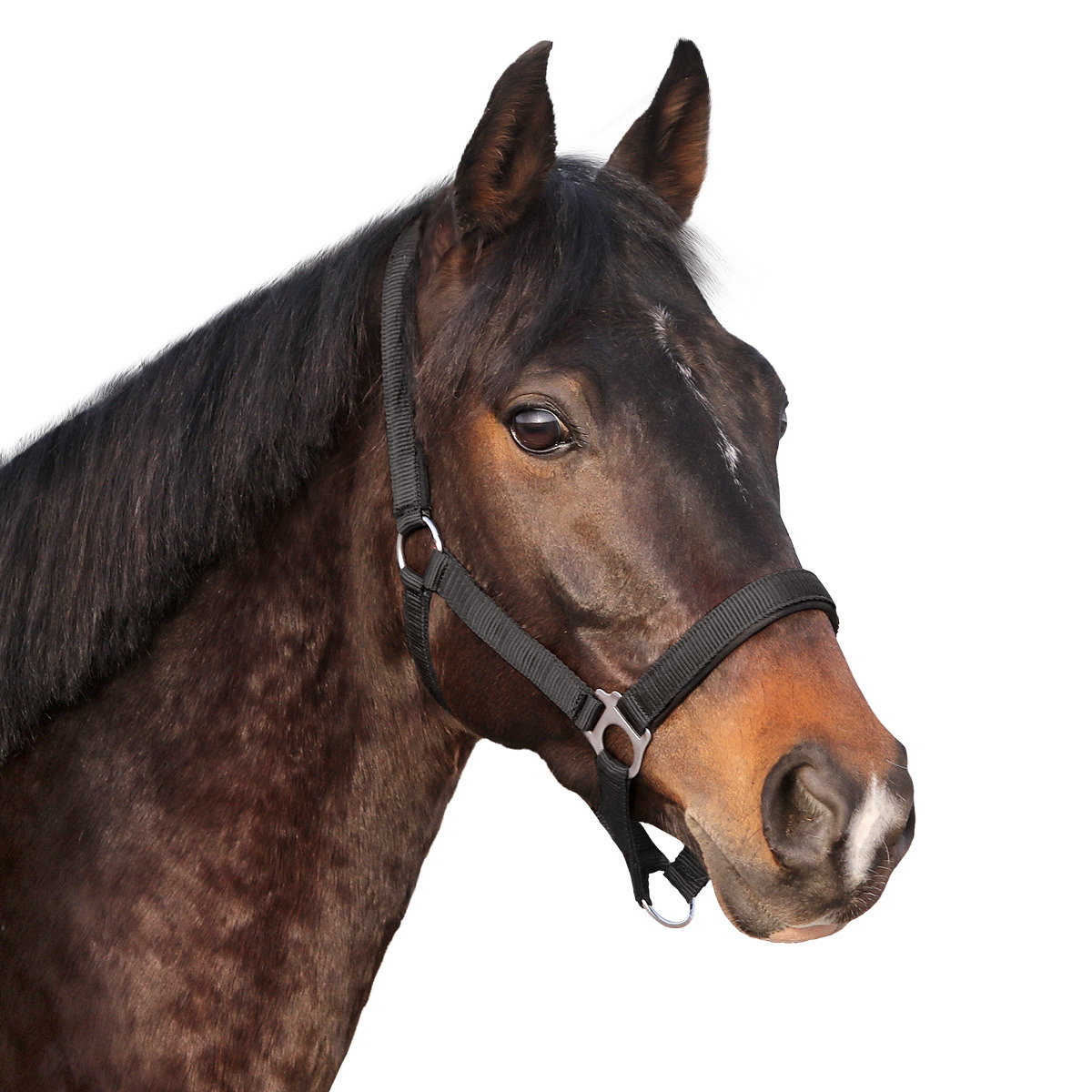 Euroriding Halster Basic