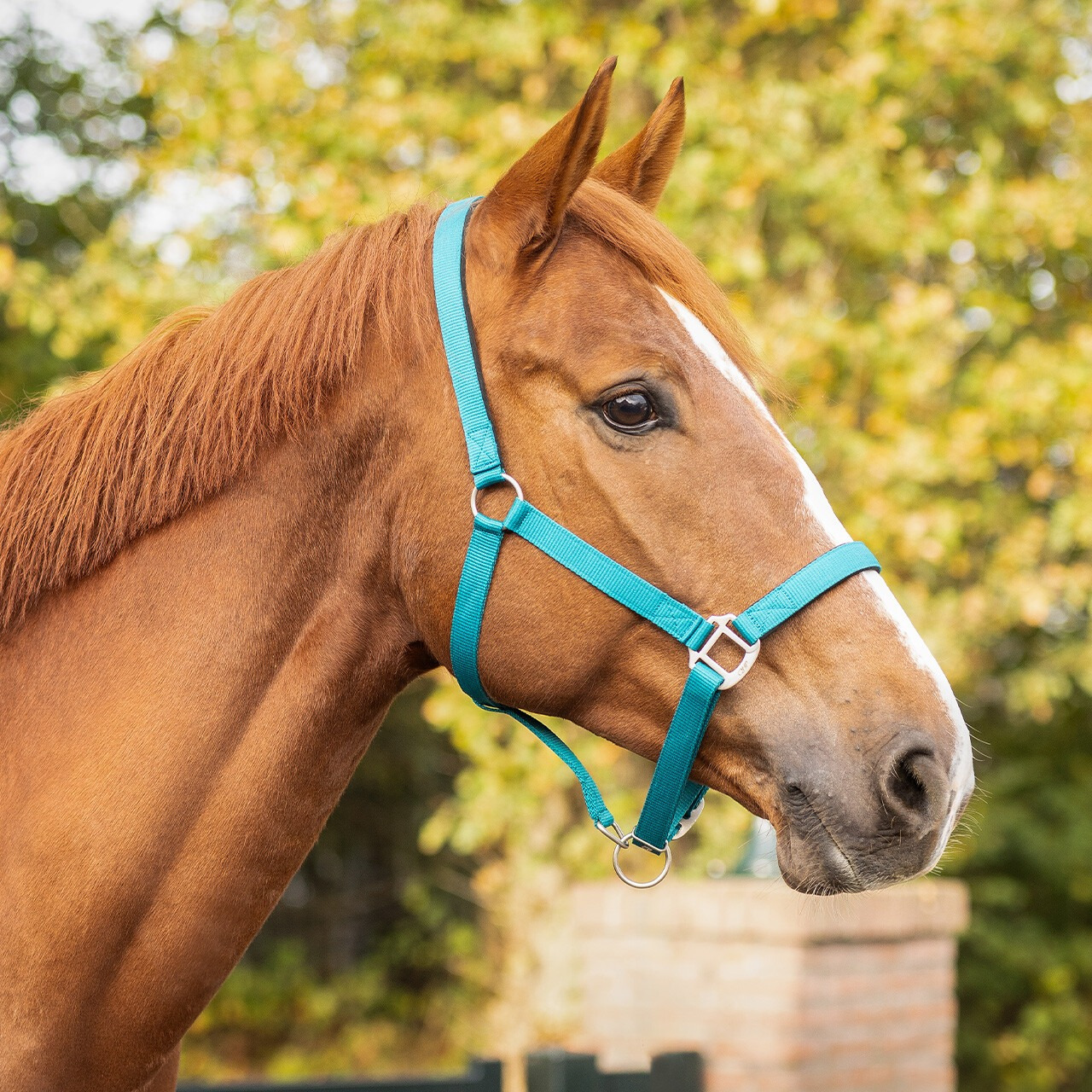 QHP Padded Halter