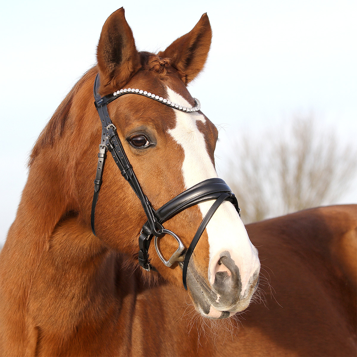 Euroriding Hoofdstel Sensitiv