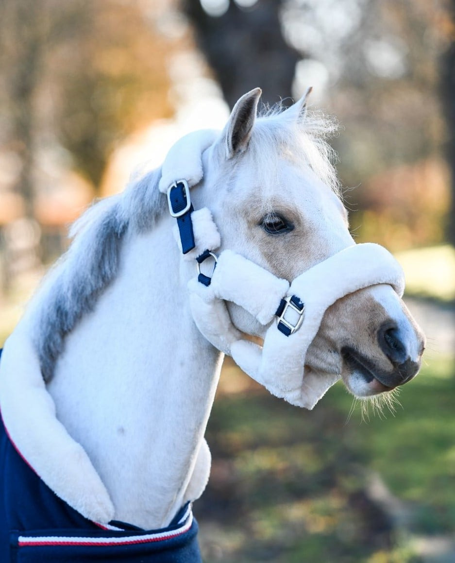 HB Showtime Harry and Hector Fluffy Halter Little sizes