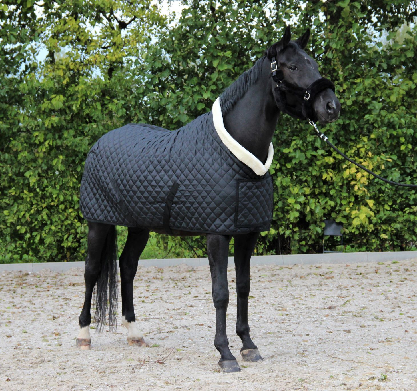 HB Showtime Show Rug Desir