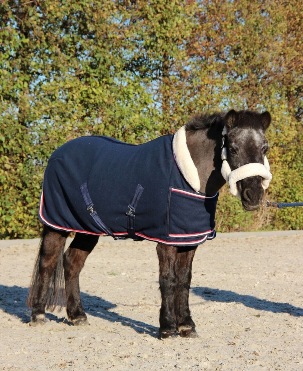 HB Showtime Harry and Hector Dutch Crown Showrug little sizes