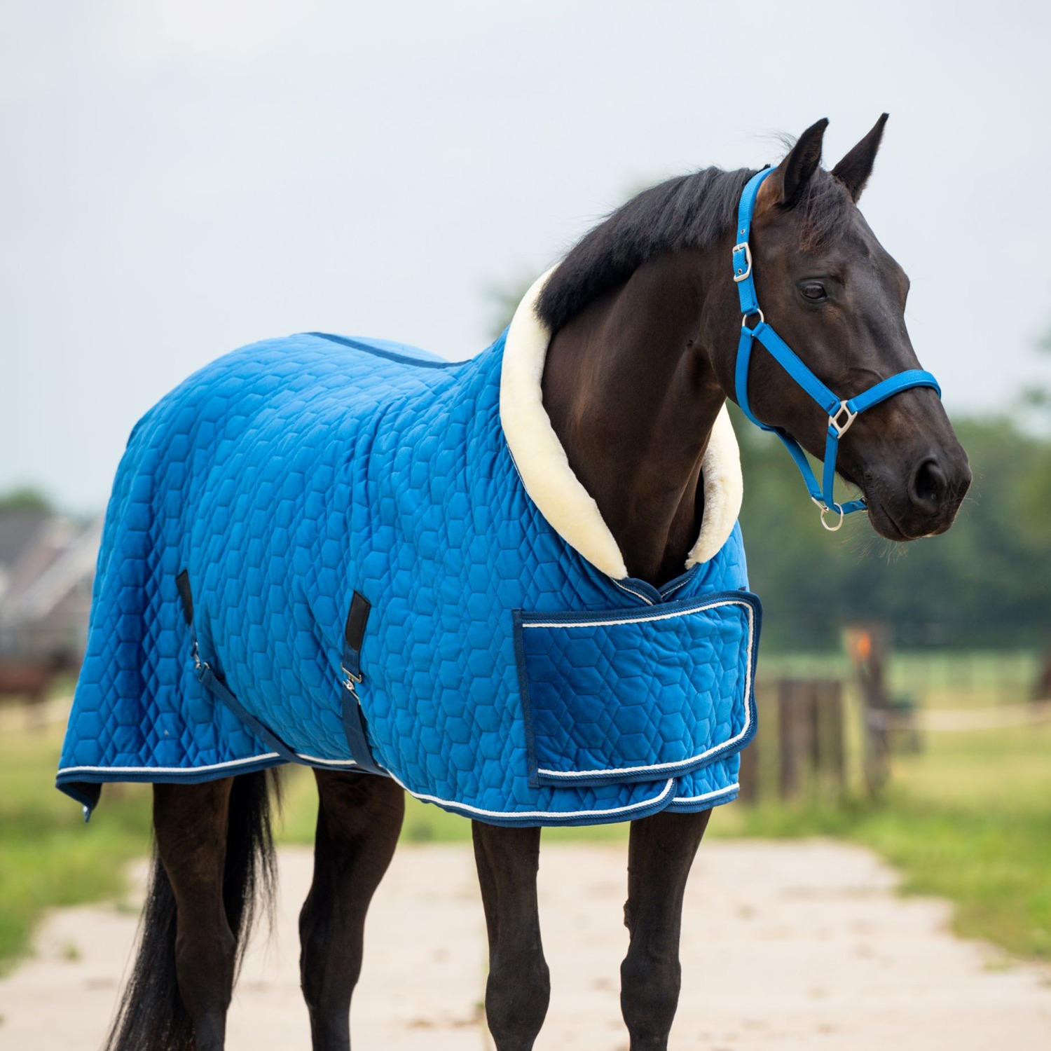 HB Showtime Tropical Show Rug