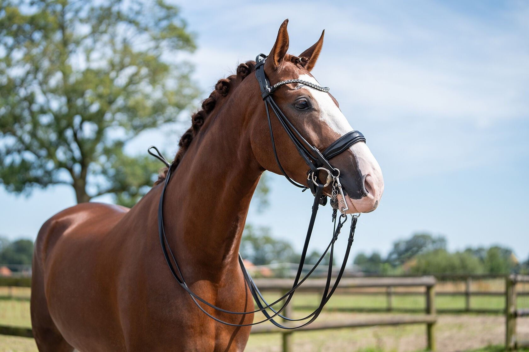 HKM Double Bridle Kate