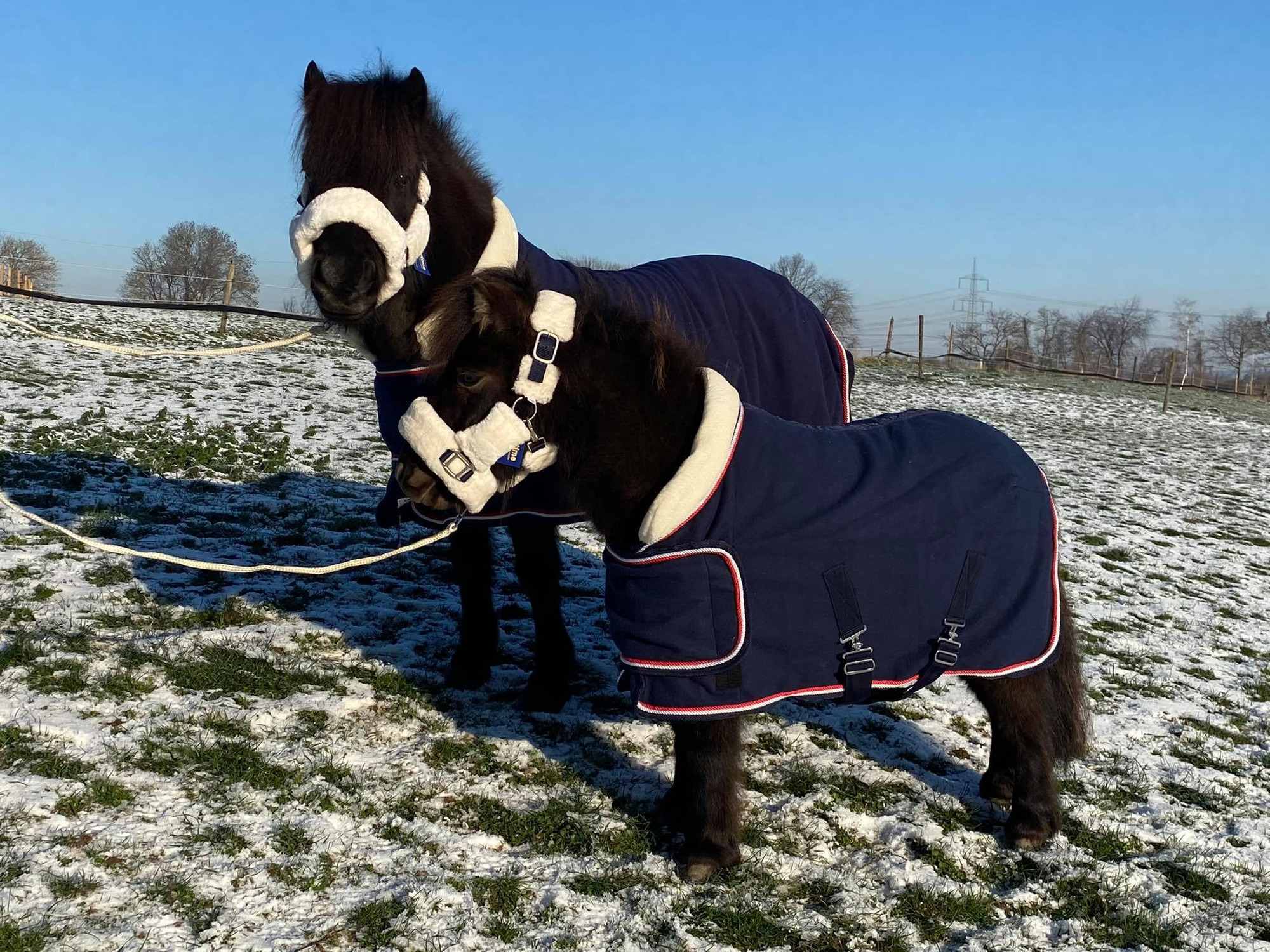 HB Showtime Harry and Hector Dutch Crown Showrug little sizes