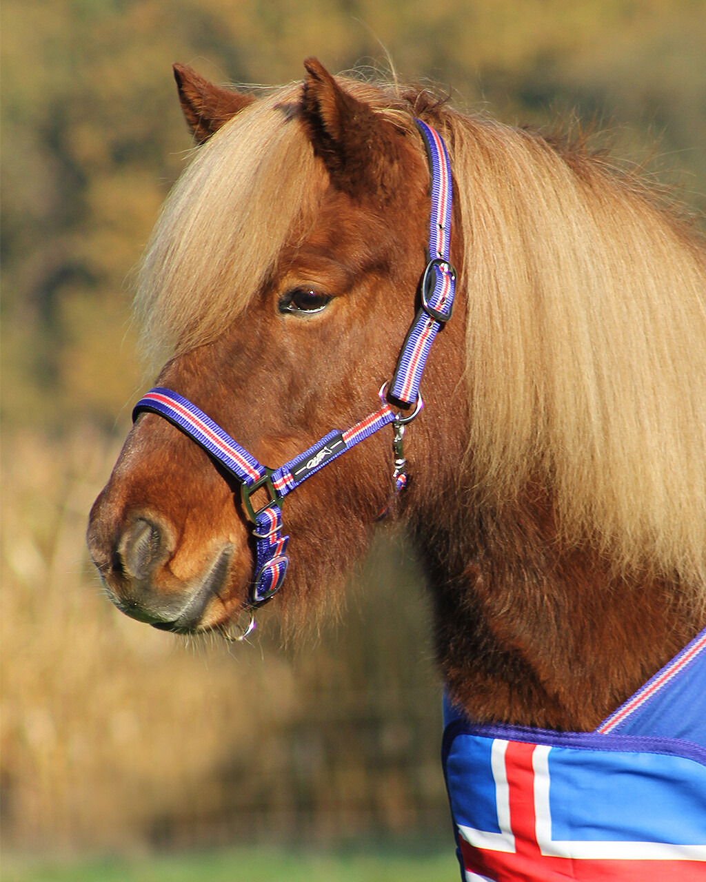 QHP Halter Icelandic