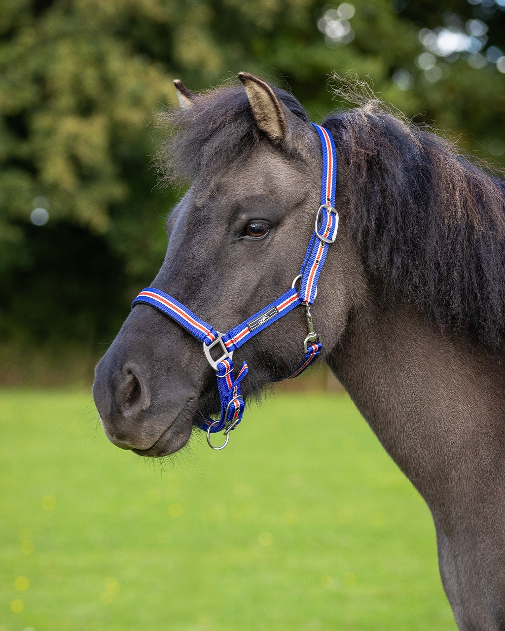 QHP Halster Icelandic