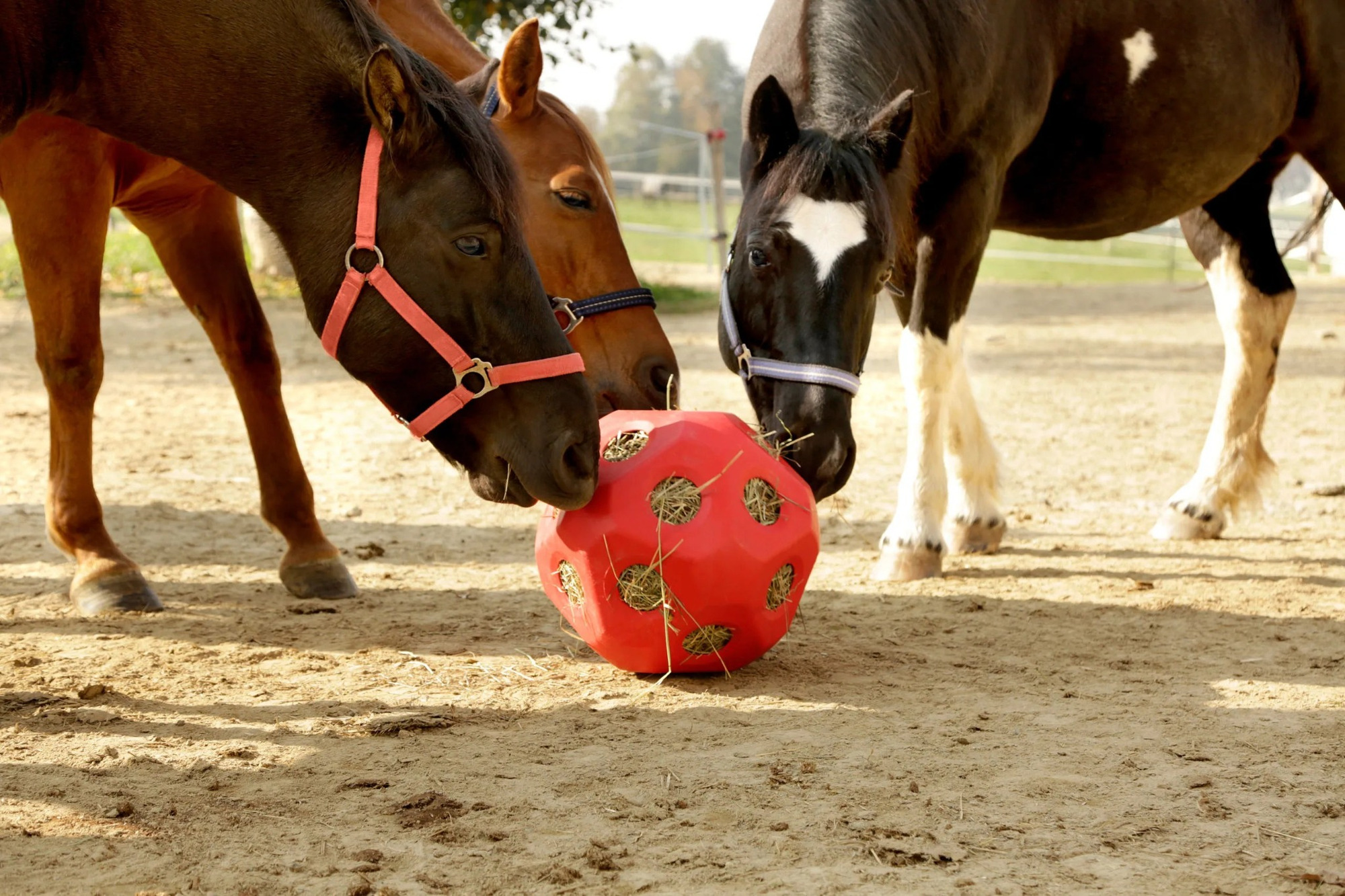 Covalliero Treat Ball