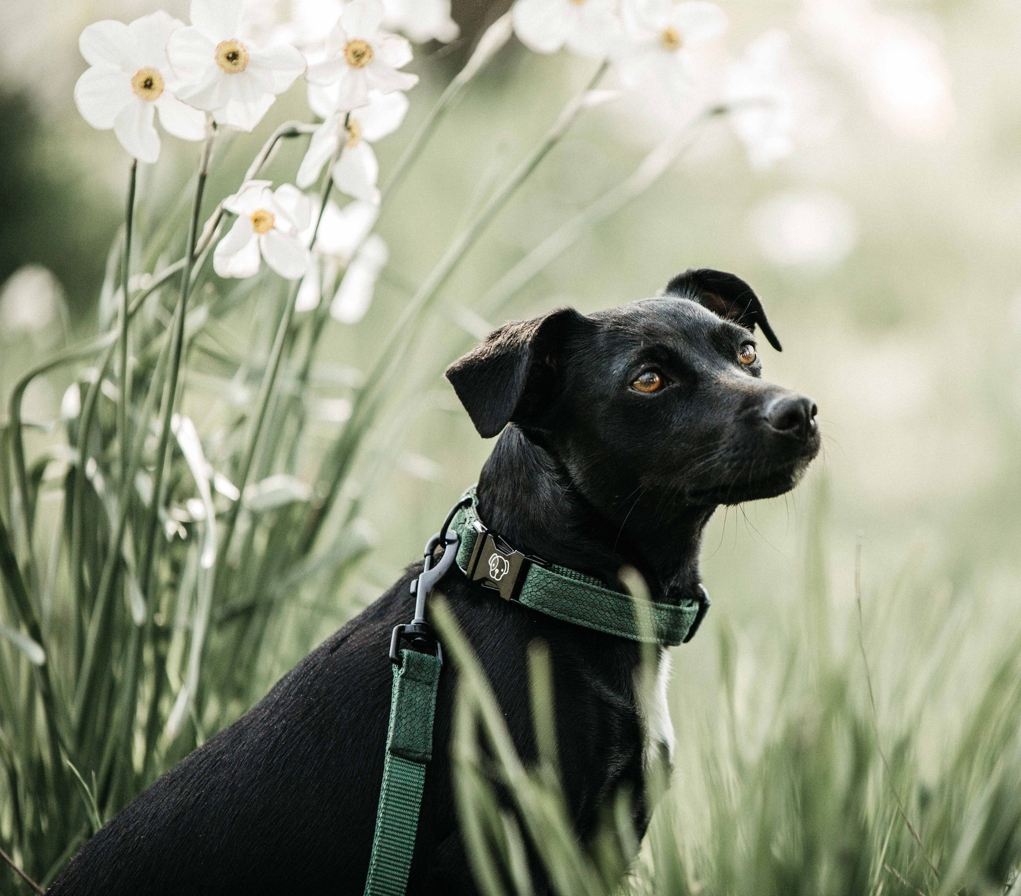 Kentucky Dog Collar Lizard