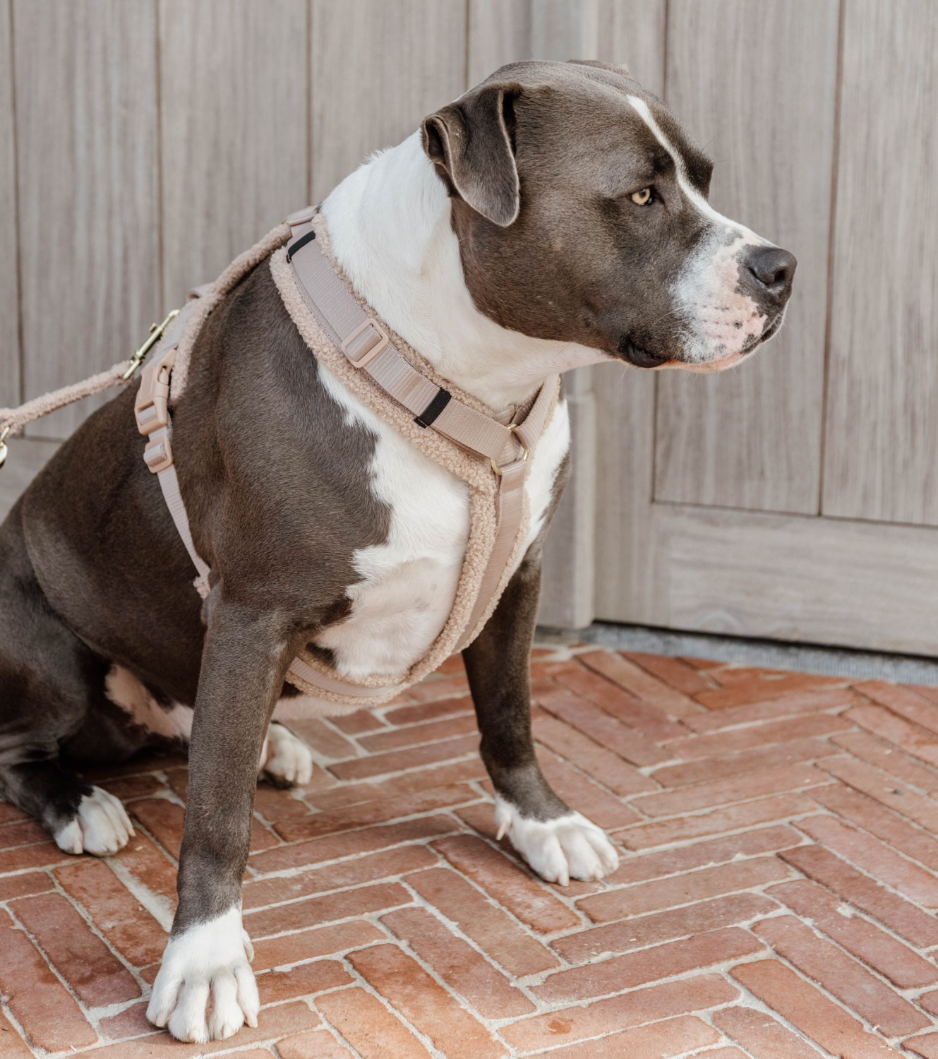 Kentucky Dog Harness Active Teddy Fleece